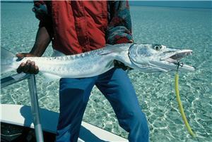 Sea Striker Cuda Tube / Baraküda Tüpü Kırmızı