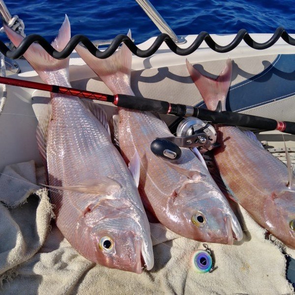 Melek Gözü Angel Eyes 180gr. SQUID