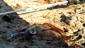 Beach Walker Haul Head 14 Gr. AOA0168 / Pink Red Belly
