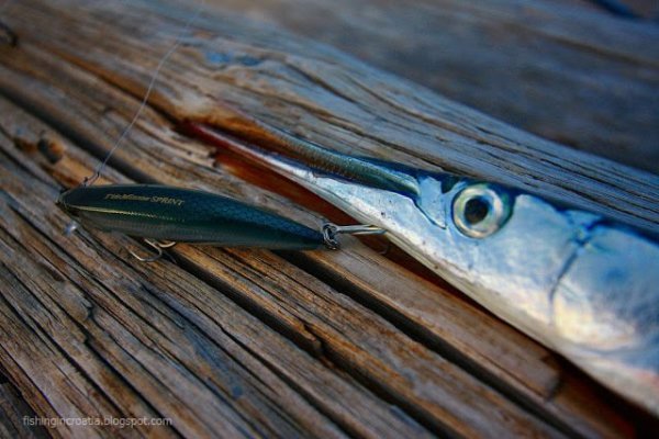 Duo Tide Minnow 75 Sprint DBA0157 / Waka Mullet