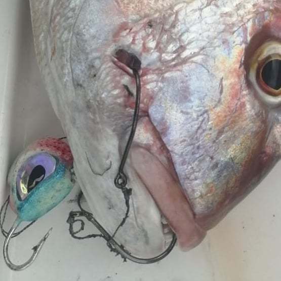 TenyaMaster Squid XXL Gözü Angel Eyes 110gr..