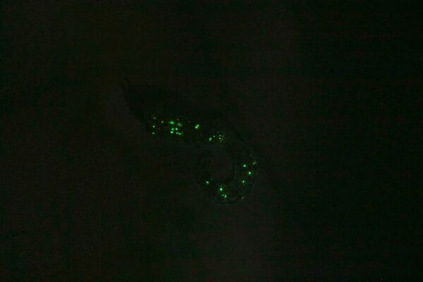 Gurt 60 mm GT-68 Teke Glow Silikon Yem