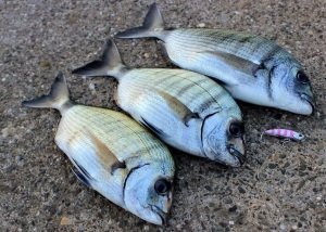 Duo Drag Metal Cast Jig 30Gr. PHA0011 / Sardine