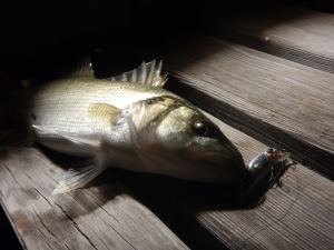 Duo Drag Metal Cast Slow Jig 30Gr. PDA0005 / Silver