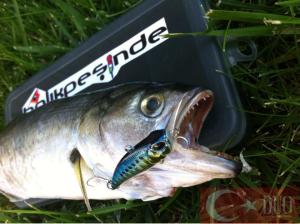 Duo Drag Metal Cast Slow Jig 40Gr. PHA0011 / Sardine