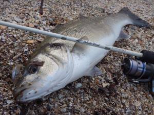 Duo Drag Metal Cast Slow Jig 40Gr. PHA0011 / Sardine