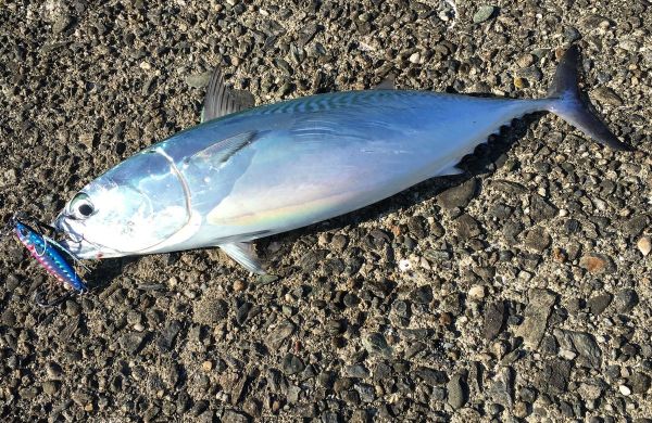 Duo Drag Metal Cast Slim Jig 30gr. PJA0045 / Pink Gold Zebra Glow