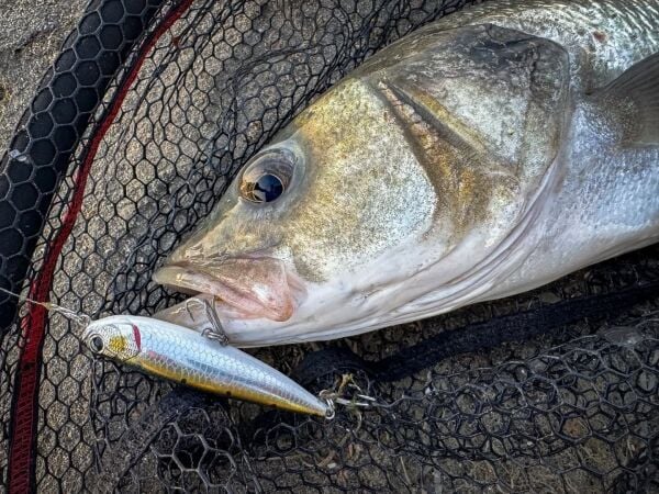 Jack Fin Salty Dog 85 Sahte Yem Silver Shad