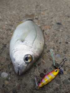 Duo Tetra Works Tetrajig 5gr. PJA0101 / Zebra Glow
