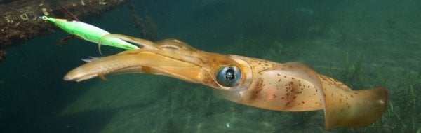 DTD Retro Bukva 1.5 Serisi 55 mm. Glow