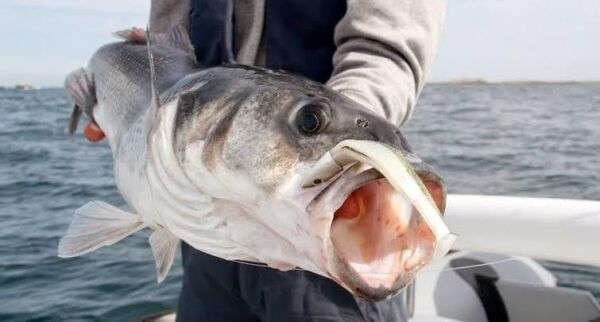 Fiiish BM120/3 BM639 2li Combo Shallow 6gr. Khaki Silikon Yem