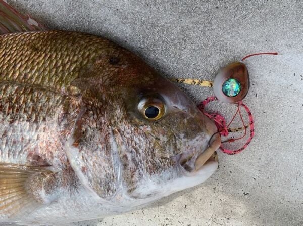 SAME Tai Rubber Sliding Kafa 400gr. #6 Blue Ringed