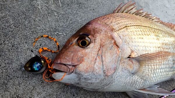 SAME SAMURAI TC. Tai Rubber Jig 150 gr. Seçenekli