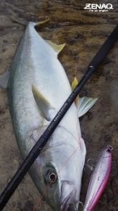 Zenaq Muthos DM Accura 100HH K 305 cm.  60-230 g.