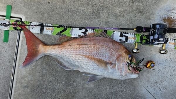 SAME SAMURAI Tai Rubber 2li Hazır Assist seti , Seçenekli