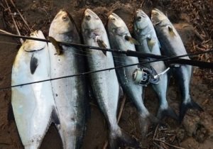 bluefish2-1-500x350_min.jpg?