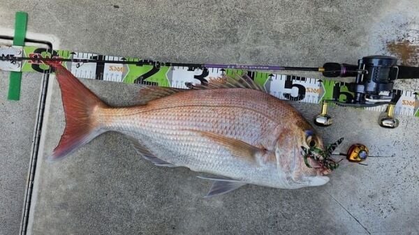 SAME MARVEL Tai Rubber 2li Hazır Assist seti , Seçenekli