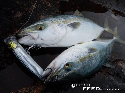 Tackle House Feed Popper 120 No:04 Maket Balık