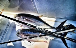 Zenaq Tobizo  TC80-50G for Technical Game Off Shore Casting Kamış  244 cm. Max. 80 g.