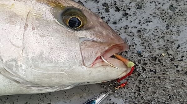 SAME Sea Monster Solid Assist İpi 130lb. 10 metre