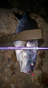 Daiichiseiko Wani Grip MC Balık Maşası 26 cm Black