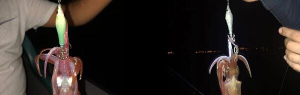 DTD Soft Wounded Fish 1.5 Serisi 55 mm. Blue Glow