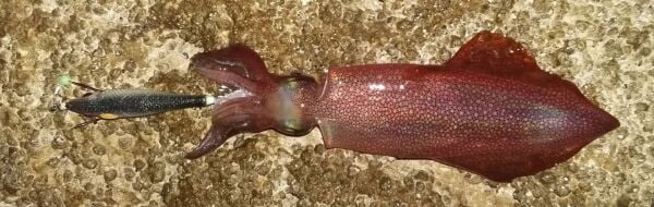 DTD Soft Wounded Fish 1.5 Serisi 55 mm. Blue Glow