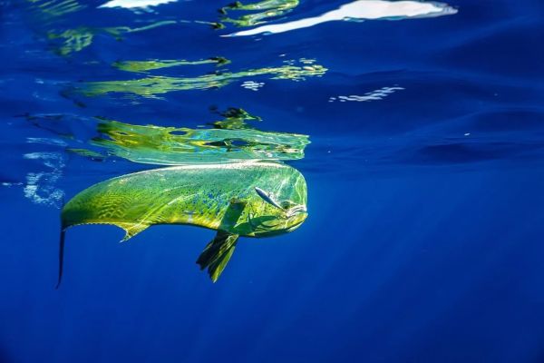 Jack Fin Pelagus 90-S Sahte Yem Dorado ''Özel Renk''
