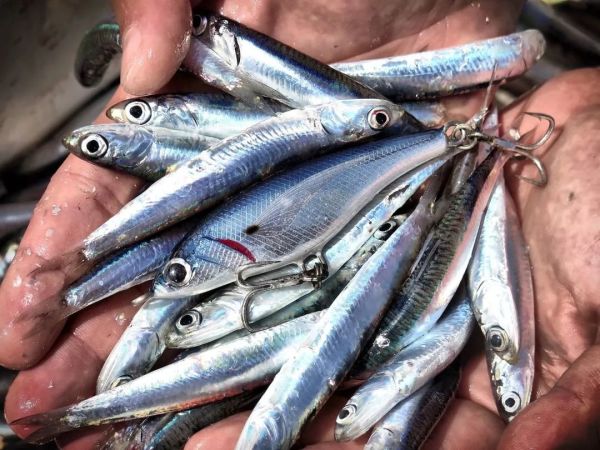 Jack Fin Pelagus 90-S Sahte Yem Fusilier