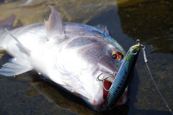 Duo Rough Trail Malice 130 AHA0109 / Mackerel HD