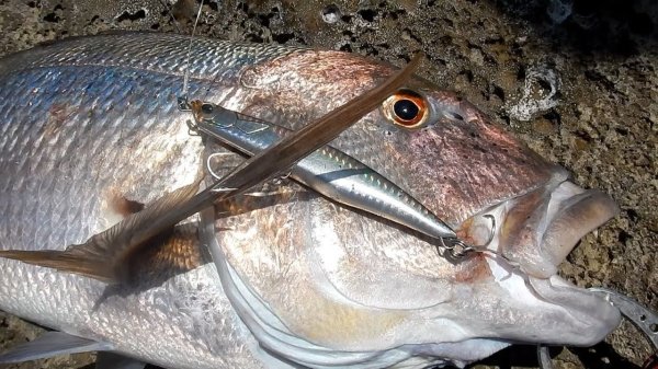 Duo Rough Trail Malice 130 AHA0109 / Mackerel HD