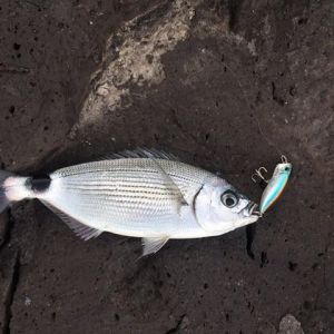 Realis Popper 64 DJA0101 / Zebra Glow