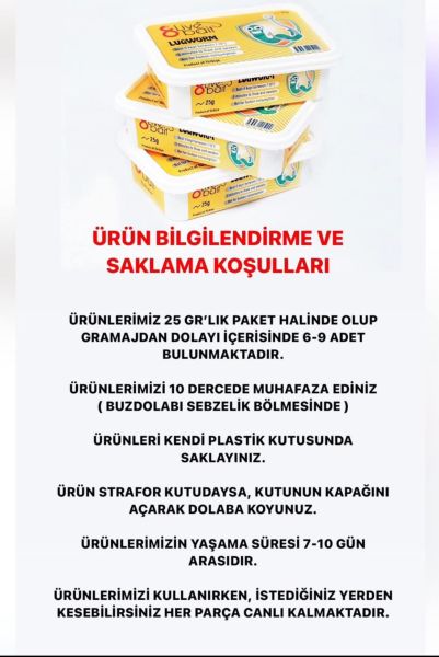 Canlı Deniz Kurdu Lugworm