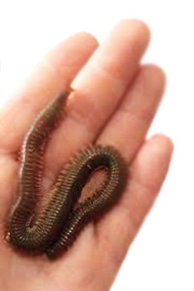 Canlı Çin Kurdu ''Lugworm''