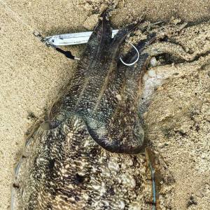 Sea Falcon Cutlassfish Jig Mini 40gr. 07 Sand Lance Glowing Belly