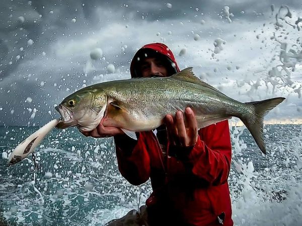 Jack Fin Argo 180-F Sahte Yem Sardine Tuna