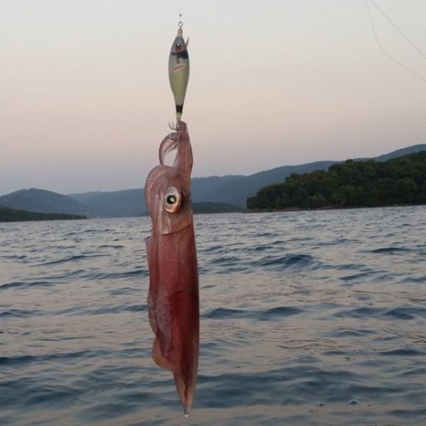 DTD Wounded Fish Bukva 2.5 Dentex (Glow)