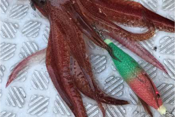 Yamashita Suihei Dropper 70 No:133 Kalamar Zokası 7cm.