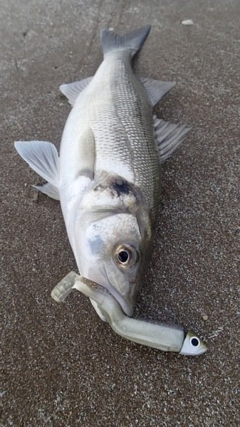 Fiiish BM90/2 BM009 Off Shore 10gr. Kaki Jighead